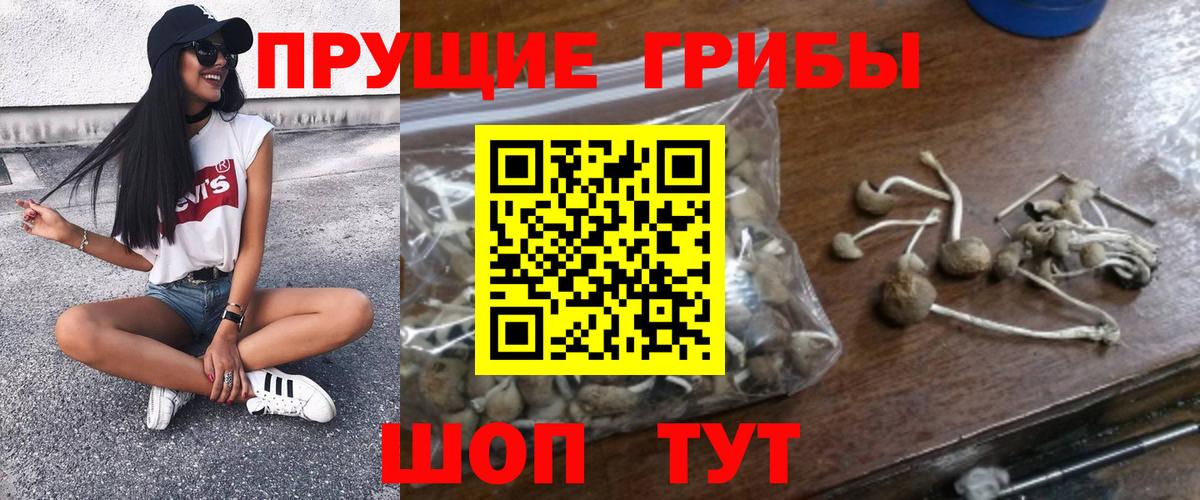 как найти наркотики  Галлюциногенные грибы Psilocybine cubensis  Вход с VPN  Дедовск  Псилоцибиновые грибы Magic Shrooms 